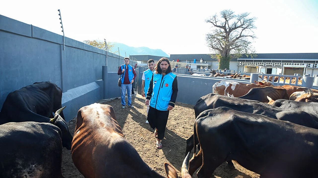 Diyanet’ten kurban kesimi uyarısı: Bıçak hayvanın yanında bilenmemeli